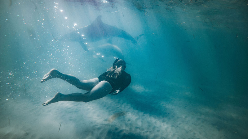 Swimming with dolphins experience