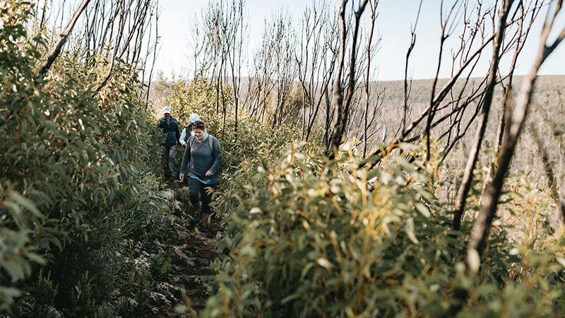 Couple hiking through thick bushland