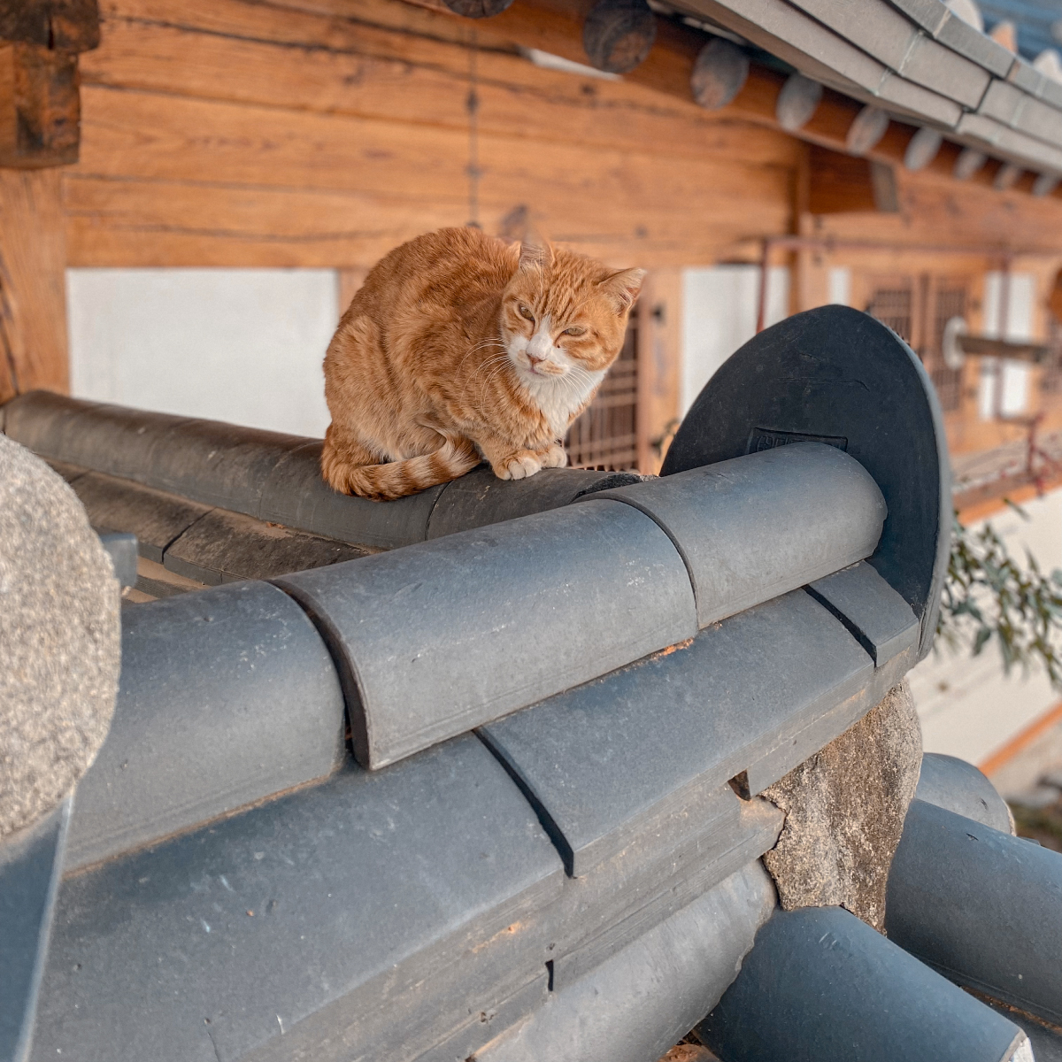 Cats roam in Bukchon Hanok Village